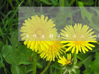 花呗逾期半年后还上还能用吗 花呗逾期半年后还上还能用吗