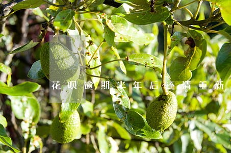 花呗逾期半年后还清重新使用额度 花呗逾期半年后还清重新使用额度