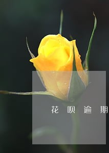 花呗逾期半年在还没事吧