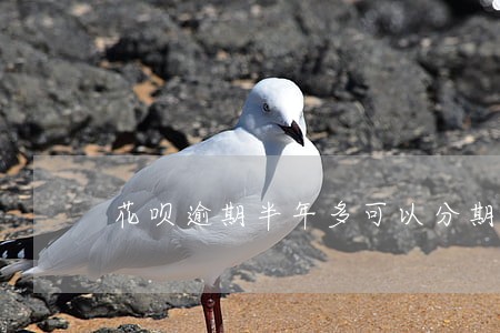 花呗逾期半年多可以分期还吗