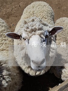 花呗逾期半年多怎么办 花呗逾期半年多怎么办