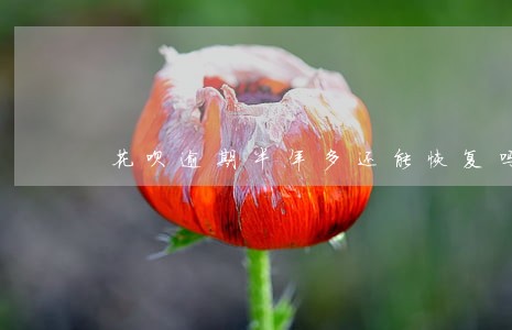 花呗逾期半年多还能恢复吗 花呗逾期半年多还能恢复吗