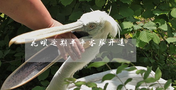 花呗逾期半年客服开通