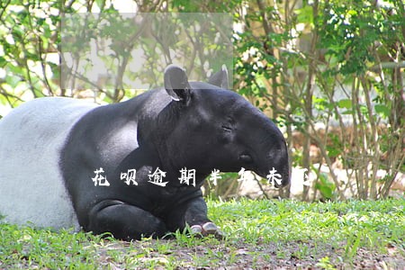 花呗逾期半年未还 花呗逾期半年未还