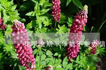花呗逾期半年能不能办信用卡