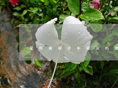 花呗逾期半年能买机票吗 花呗逾期半年能买机票吗
