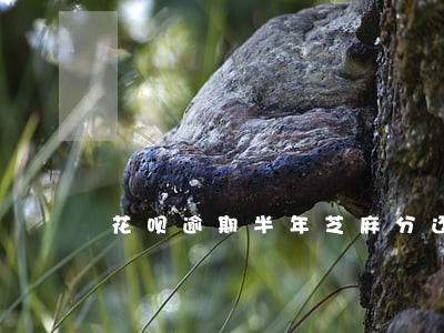 花呗逾期半年芝麻分还能恢复吗