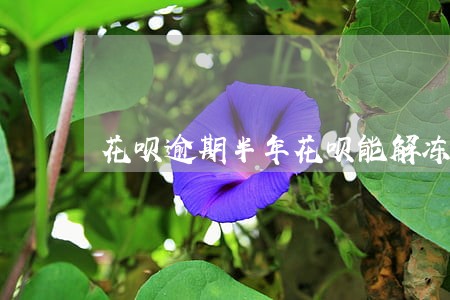 花呗逾期半年花呗能解冻 花呗逾期半年花呗能解冻