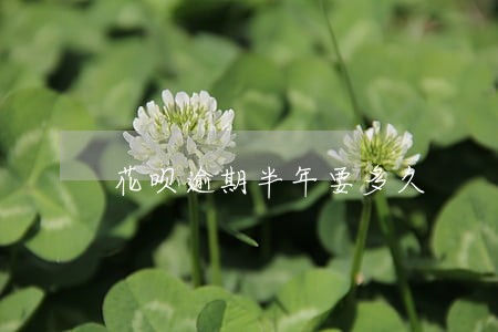花呗逾期半年要多久 花呗逾期半年要多久