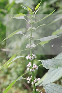 花呗逾期半年要走访户籍地 花呗逾期半年要走访户籍地