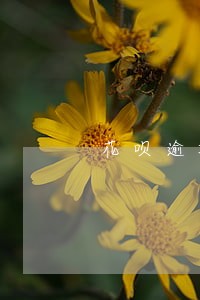 花呗逾期半年说要走访户籍地 花呗逾期半年说要走访户籍地
