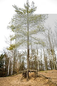 花呗逾期半年还上了还能用嘛 花呗逾期半年还上了还能用嘛