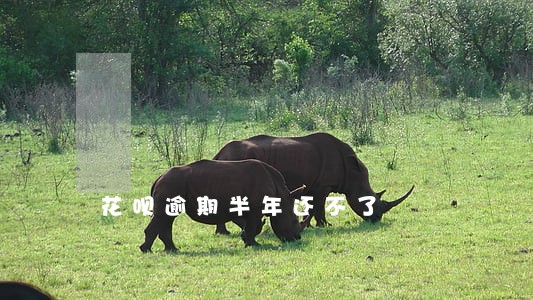 花呗逾期半年还不了 花呗逾期半年还不了