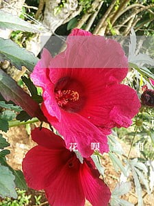 花呗逾期半年还不了怎么办 花呗逾期半年还不了怎么办
