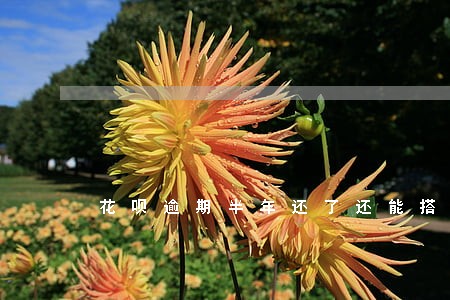 花呗逾期半年还了还能搭火车吗 花呗逾期半年还了还能搭火车吗