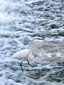 花呗逾期半年还完又能用 花呗逾期半年还完又能用