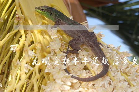 花呗逾期半年还款后多久还可以用 花呗逾期半年还款后多久还可以用