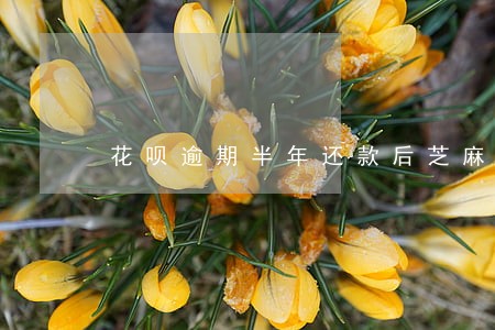 花呗逾期半年还款后芝麻分 花呗逾期半年还款后芝麻分