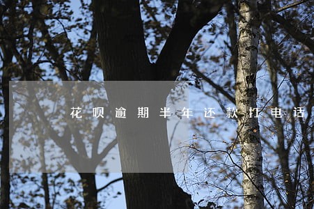 花呗逾期半年还款打电话 花呗逾期半年还款打电话