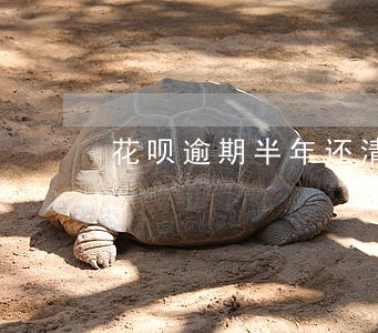 花呗逾期半年还清还可以开通吗 花呗逾期半年还清还可以开通吗