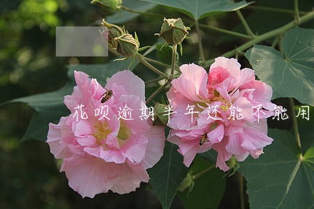 花呗逾期半年还能不能用 花呗逾期半年还能不能用