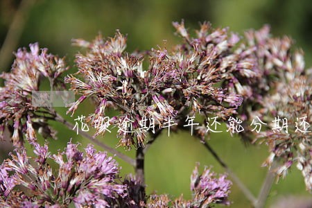 花呗逾期半年还能分期还吗 花呗逾期半年还能分期还吗