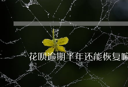 花呗逾期半年还能恢复嘛 花呗逾期半年还能恢复嘛