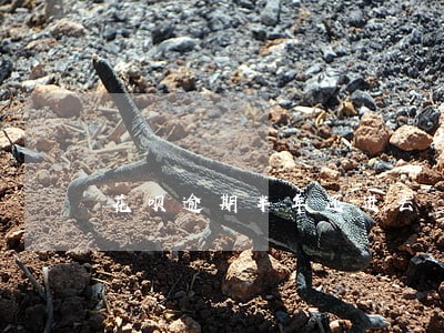 花呗逾期半年还进去 花呗逾期半年还进去