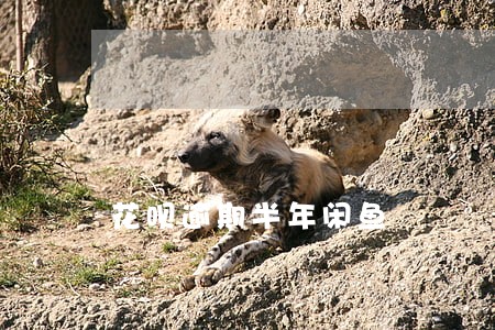 花呗逾期半年闲鱼 花呗逾期半年闲鱼