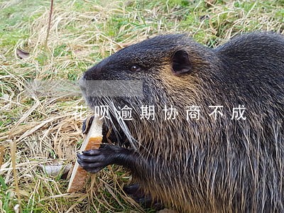 花呗逾期协商不成 花呗逾期协商不成
