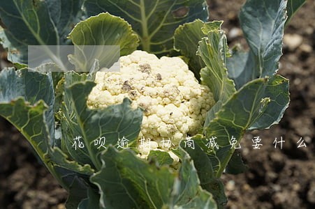 花呗逾期协商减免要什么证明 花呗逾期协商减免要什么证明