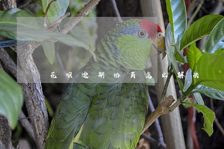 花呗逾期协商怎么解决 花呗逾期协商怎么解决