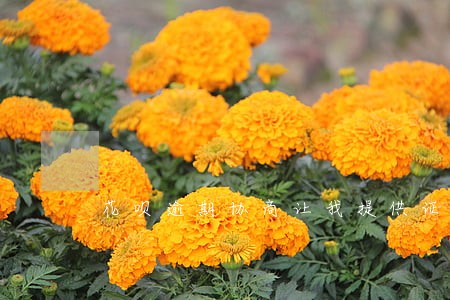 花呗逾期协商让我提供证明 花呗逾期协商让我提供证明
