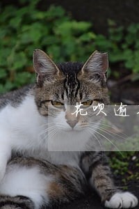 花呗逾期去还清了会降低额度吗 花呗逾期去还清了会降低额度吗