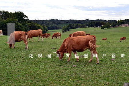 花呗逾期发信息向户籍地了解 花呗逾期发信息向户籍地了解