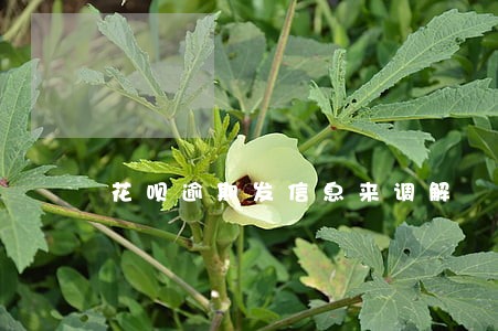 花呗逾期发信息来调解 花呗逾期发信息来调解