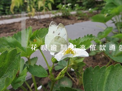 花呗逾期发来催款通告了怎么办 花呗逾期发来催款通告了怎么办