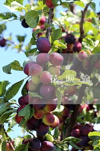 花呗逾期发的信息模板 花呗逾期发的信息模板