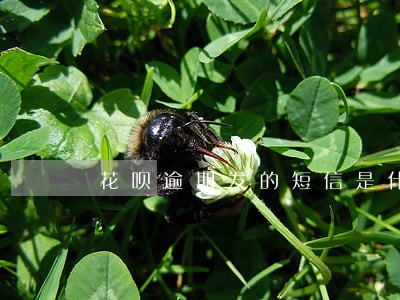 花呗逾期发的短信是什么 花呗逾期发的短信是什么