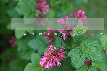 花呗逾期发短信48小时还清 花呗逾期发短信48小时还清