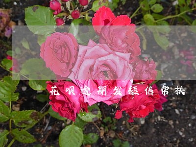 花呗逾期发短信帮扶 花呗逾期发短信帮扶