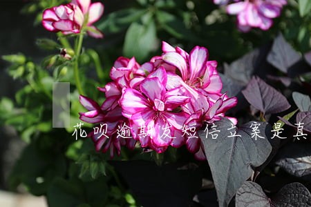 花呗逾期发短信立案是真的吗 花呗逾期发短信立案是真的吗