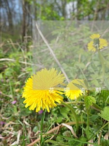 花呗逾期发短信诈骗