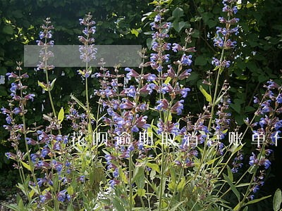 花呗逾期取消总账单什么意思 花呗逾期取消总账单什么意思