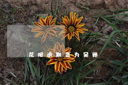 花呗逾期变为呆账