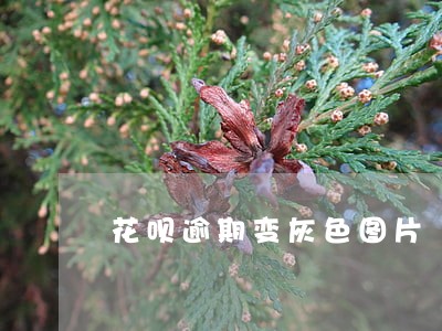 花呗逾期变灰色图片