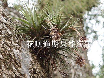 花呗逾期只能淘宝用 花呗逾期只能淘宝用