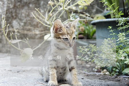 花呗逾期只要有还就没事吗 花呗逾期只要有还就没事吗