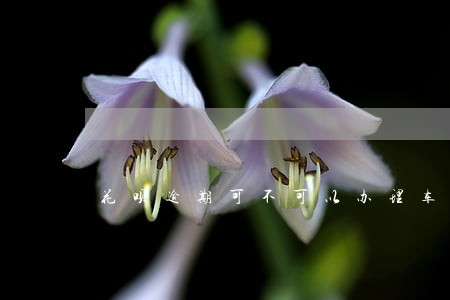 花呗逾期可不可以办理车贷 花呗逾期可不可以办理车贷