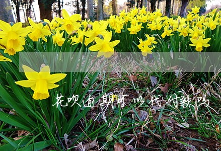 花呗逾期可以代付款吗 花呗逾期可以代付款吗